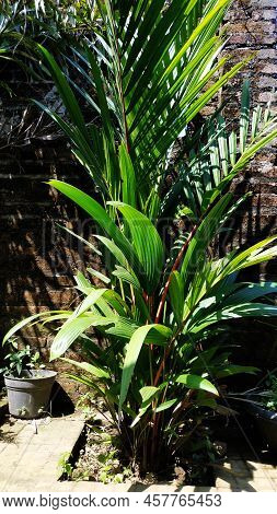 Red Palm (cyrtostachys Lakka Becc.) Is A Popular Ornamental Plant Commonly Found In The Yard Of The