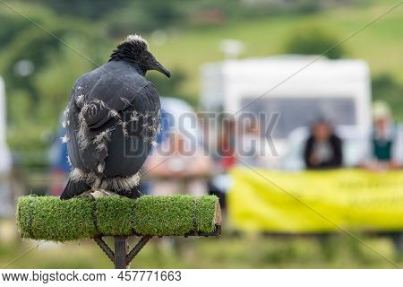 Black Vulture (coragyps Atratus) Juvenile