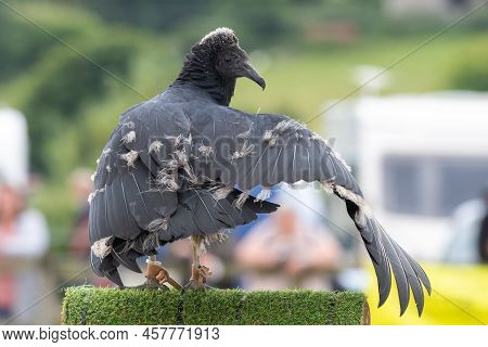 Black Vulture (coragyps Atratus) Juvenile