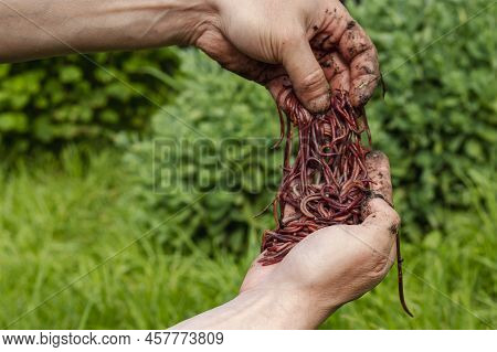 Breeding Red Worms Dendrobena. Fertile Soil. Natural Soil Improvement. Fishing Worms. Worms In The H