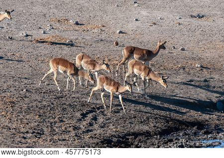 A Group Of Impalas -aepyceros Melampus- Drinking From A Waterhole In Etosha National Park, Namibia.