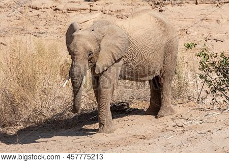 Impression Of An African Desert Elephant - Loxodonta Africana- Wandering In The Desert In North West
