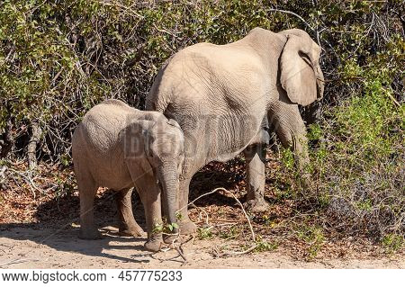 Closeup Of Two African Desert Elephant - Loxodonta Africana- Wandering In The Desert In North Wester