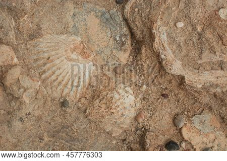 Photo Of Beautiful Sea Shell Fossil Texture On  Background