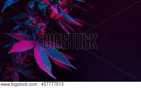 Banner With Cannabis Purple Leaf On Black Background And Empty Space For Text. Background With Big B