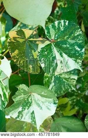 Leaf Hibiscus Tiliaceus Or Sea Hibiscus Or Waru Varigata Green Leaves On Garden
