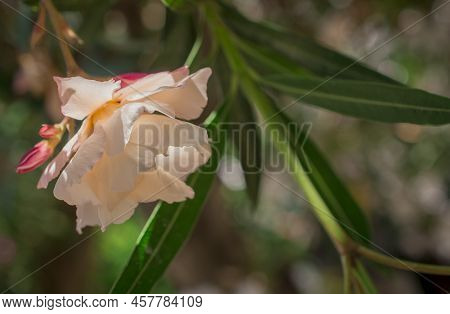The Bright Red Nerium Oleander Flowers Are So Beautiful