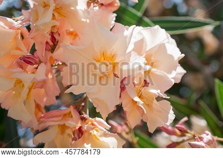 The Bright Red Nerium Oleander Flowers Are So Beautiful