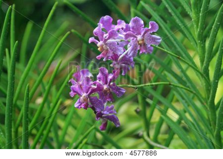 Vanda orchidea