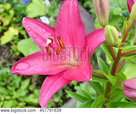 Lily Flower Of The La Hybrid Fangio Variety Is Red-crimson After The Rain