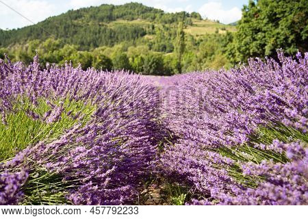 Field Of Lavender In Drome France With Green Hill Backdrop. Beautiful Summer Landscape On A Bright S