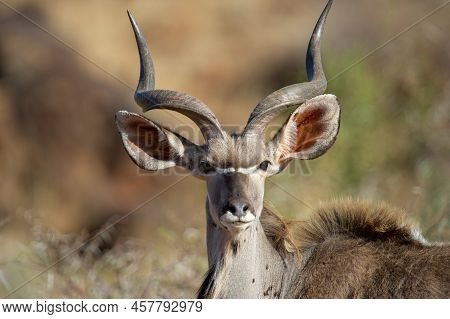 Kudu ( Tragelaphus Strepsiceros) Mokala National Park, South Africa