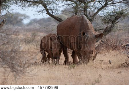 White Rhinoceros (ceratotherium Simum) Mokala National Park, South Africa