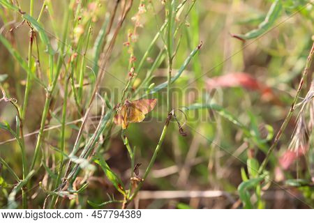 Portrait Of A Red Banded Moth In The Grass Of A Meadow. A Butterfly In A Meadow, Meadow Plant. Beaut