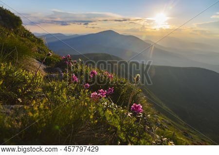 Orange Sunset Panoranic View In The Mountains Hills Covered With Flowering Pink Rhododendron, The Ca