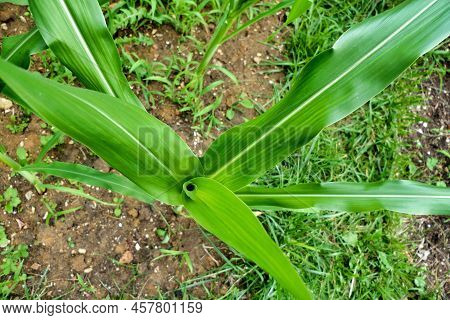 Looking Down At A Developing Sweetcorn Plant