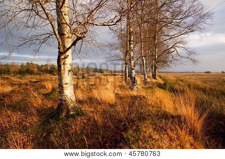 Birchwood při západu slunce