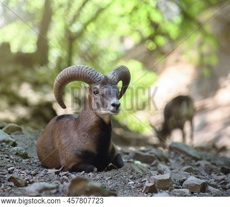Moufflons Wildlife Scene. Cyprus Mouflons Are Endangered Species, Nearly Driven To Extinction During