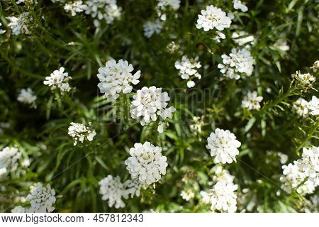 Blossoming Candytuft, Iberis, In Spring Zx  Xzc