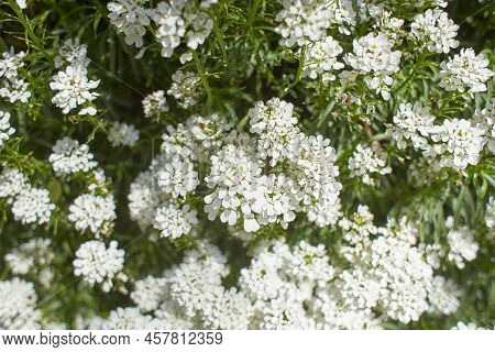 Blossoming Candytuft, Iberis, In Spring Zx  Xzc