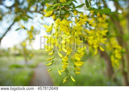 Close Up Shot Of The Yellow Flowers Of A Laburn Tree Also Known As 