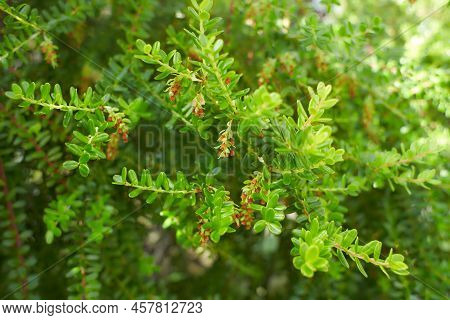 Phyllanthus (phyllanthaceae) Flowers Growing In Dublin, Ireland.