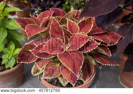 Coleus Reddish Or Purple Leaves. Known As Plectranthus Scutellarioides ,coleus Blumei And Solenostem