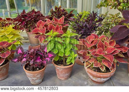 Coleus Reddish Or Purple Leaves. Known As Plectranthus Scutellarioides ,coleus Blumei And Solenostem