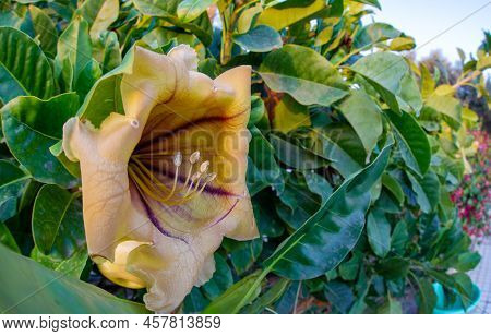 February 02 2022-various Bright Yellow Tropical Flowers Are Found On The Streets Of Puerto Rico's Gr
