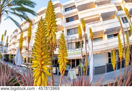 February 02 2022-various Bright Yellow Tropical Flowers Are Found On The Streets Of Puerto Rico's Gr
