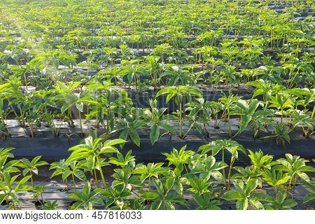 Porang Field Or Amorphophallus Muelleri Blume Also Known As Porang, Iles-iles, Elephant Foot, Sweet 