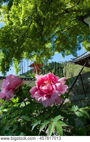 The Red Peonies Blooming In The Precincts Of Yoshimine-dera Temple.  Kyoto Japan
