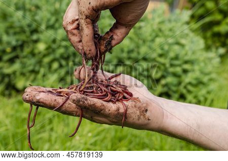 Breeding Red Worms Dendrobena. Fertile Soil. Natural Soil Improvement. Fishing Worms. Worms In The H