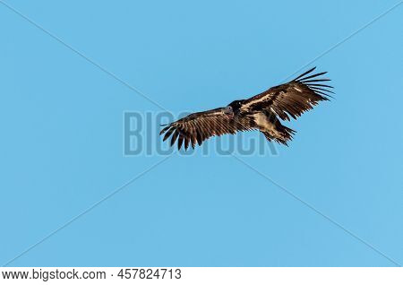 A White-headed Vulture -trigonoceps Occipitalis- Circling Over Etosha National Park, Namibia.