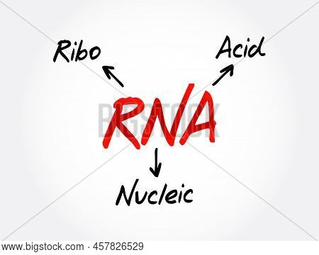 Rna Ribonucleic Acid - Polymeric Molecule Essential In Various Biological Roles In Regulation And Ex