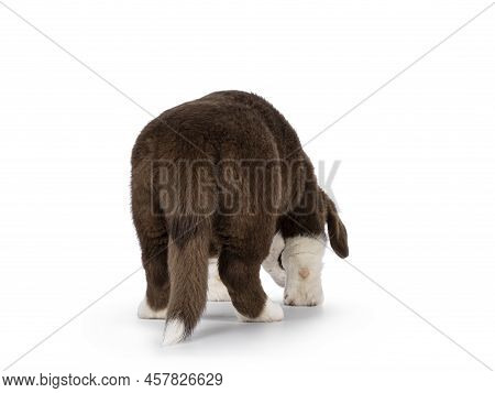 Cute Brown With White Welsh Corgi Cardigan Dog Pup, Walking Away From Camera Showing Cute Butt. Isol