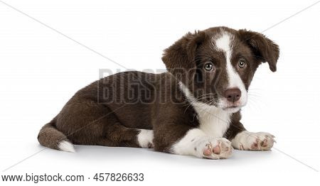 Cute Brown With White Welsh Corgi Cardigan Dog Pup, Laying Down Side Ways. Looking Beside Camera. Is