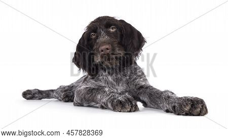 Young Brown And White German Wirehaired Pointer Dog Pup, Laying Down. Looking Straight To Camera. Is