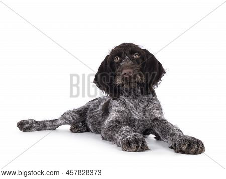 Young Brown And White German Wirehaired Pointer Dog Pup, Laying Down. Looking Straight To Camera. Is