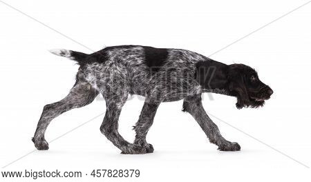 Young Brown And White German Wirehaired Pointer Dog Pup, Walking Side Ways. Isolated On A White Back