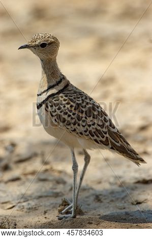 Double-banded Courser (rhinoptilus Africanus) Kgalagadi Transfrontier Park, South Africa