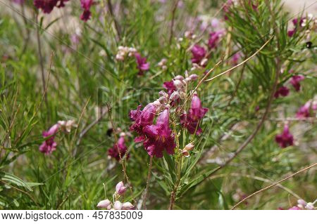 Desert Willow (chilopsis Linearis) Blossom, Purposely Blurred, Selective Focus On The Flower