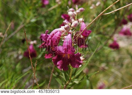 Desert Willow (chilopsis Linearis) Blossom, Purposely Blurred, Selective Focus On The Flower