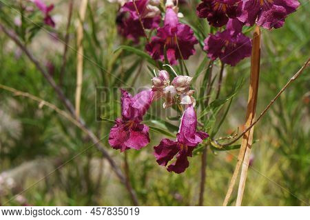 Desert Willow (chilopsis Linearis) Blossom, Purposely Blurred, Selective Focus On The Flower