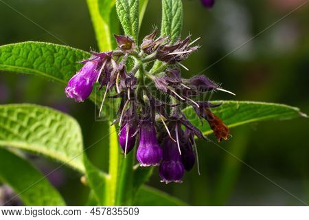 Blossom Of Comfrey Common Comfrey, Symphytum Officinale, Used In Organic Medicine, Macro Shot Agains