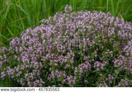 Blossoming Fragrant Thymus Serpyllum, Breckland Wild Thyme, Creeping Thyme, Or Elfin Thyme Close-up,