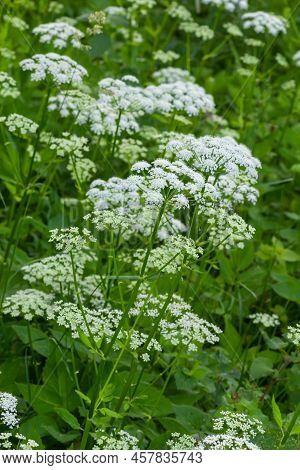 A View Of A White-flowered Meadow Of Aegopodium Podagraria L. From The Apiales Family, Commonly Refe
