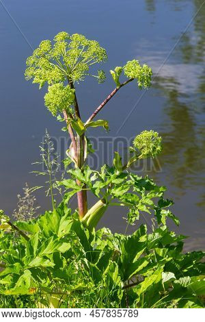 Angelica, Angelica, Archangelica, Belongs To The Wild Plant With Green Flowers. It Is An Important M