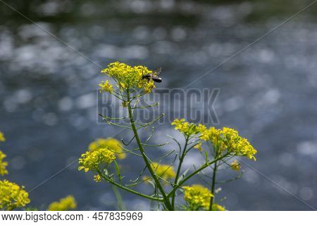 The Close Up Of Wintercress Barbarea Vulgaris Brassicaceae. Selective Focus.flower Of Land Cress, Ba