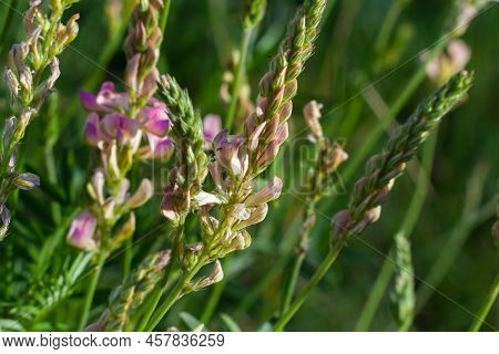 Sainfoin Onobrychis Viciifolia, Growing In The Grassland. Common Sainfoin Fowering In Summer